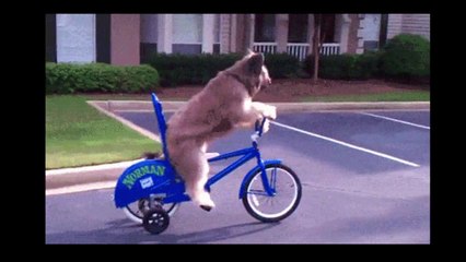 Transport for Kids, CAR, BICYCLE, TRAIN, PLANE, BUS