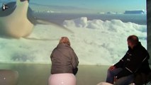 Antarctica, l'exposition immersive au pays des glac