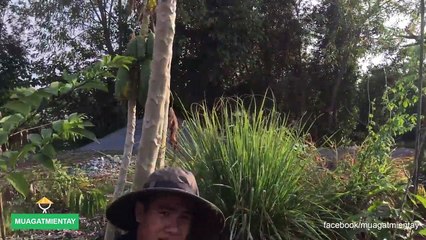 Ếch xào ngon (000034.870-000109.740)