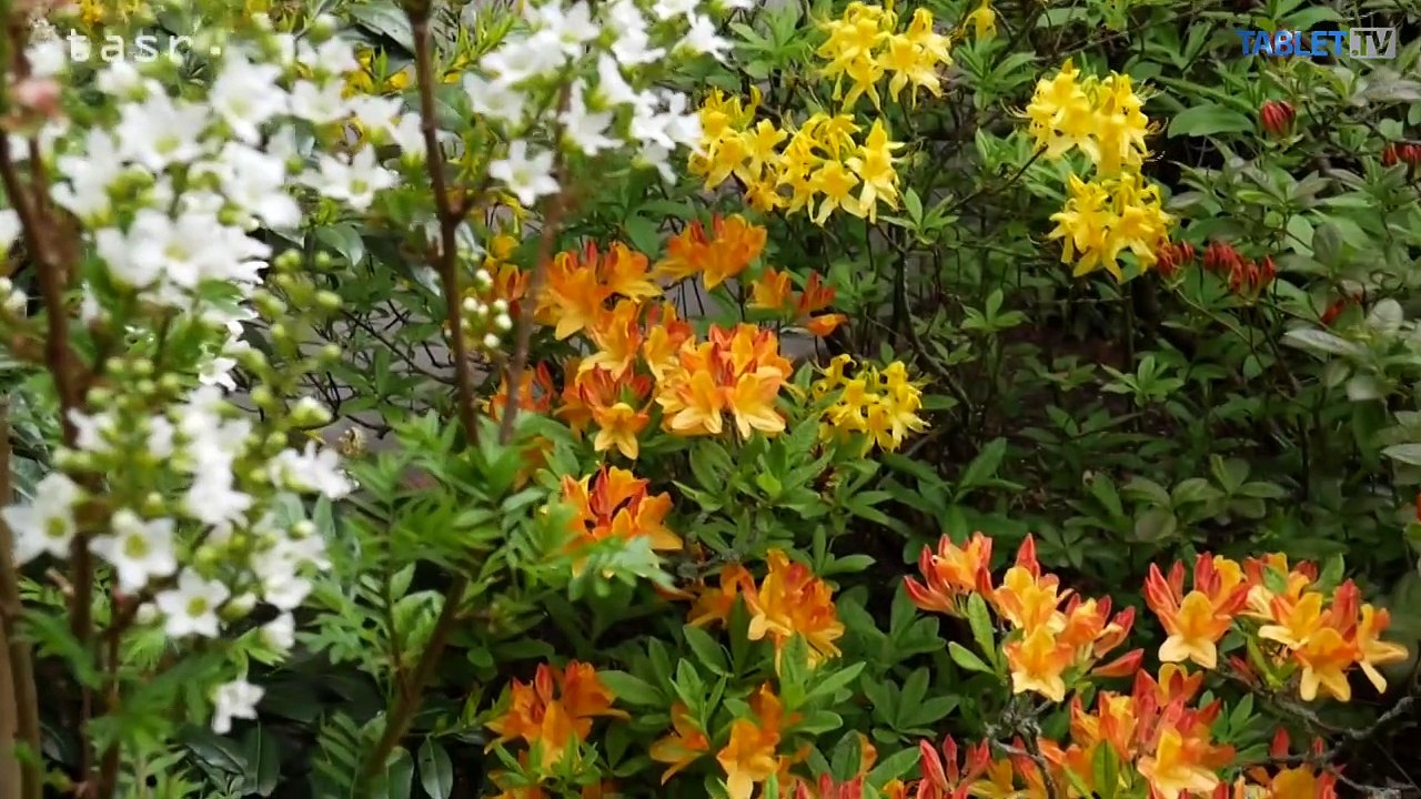 Ambrózyho dni otvorili počas víkendu tohtoročnú letnú sezónu v arboréte