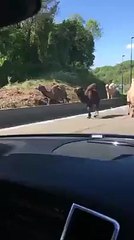 Chameaux sur le ring de Charleroi