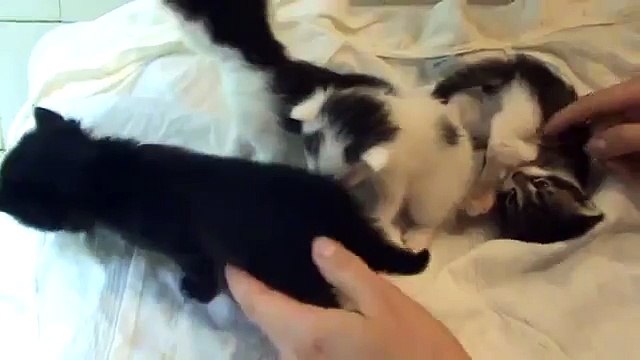 Как вывести блох у маленьких котят