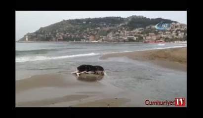 Antalya'da dehşete düşüren görüntü