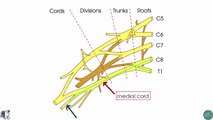 Ulnar Nerve _ 3D Anatomy Tuqwe23423