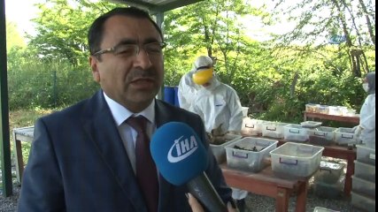 Terminatör Böcekler Ormanlarda