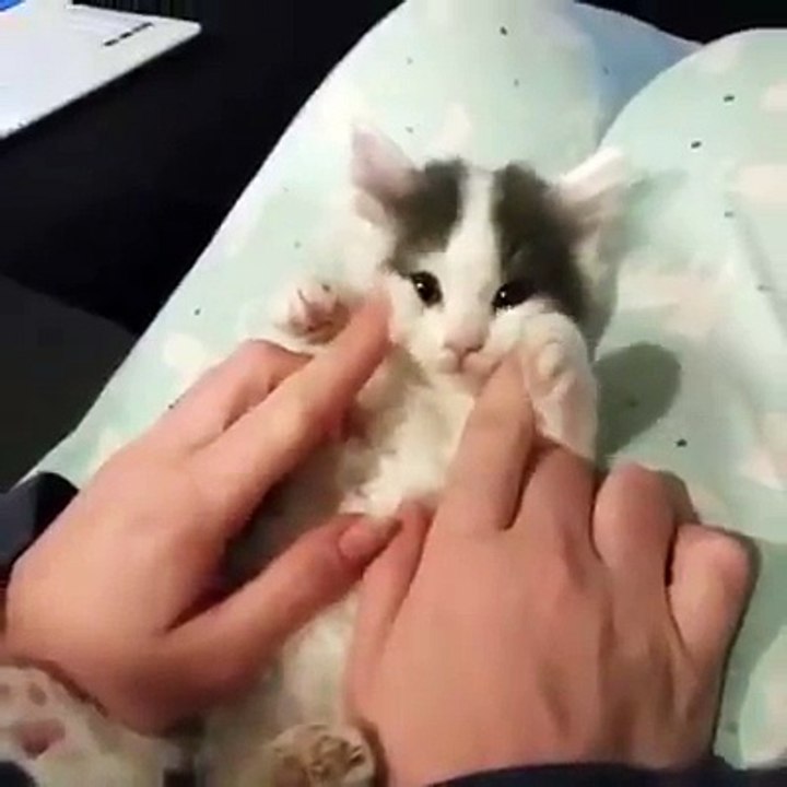 Cute Little Kitty Must Watch
