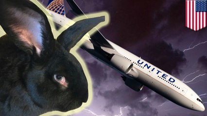 United Airlines ‘locked giant bunny in freezer’ before death