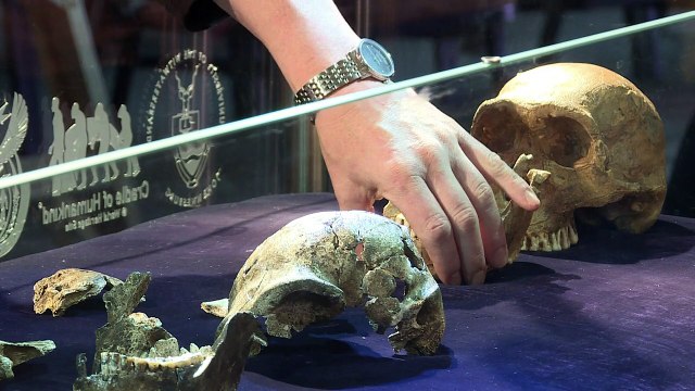 L'Homo naledi, jeune espèce humaine de 200 à 300 000 ans