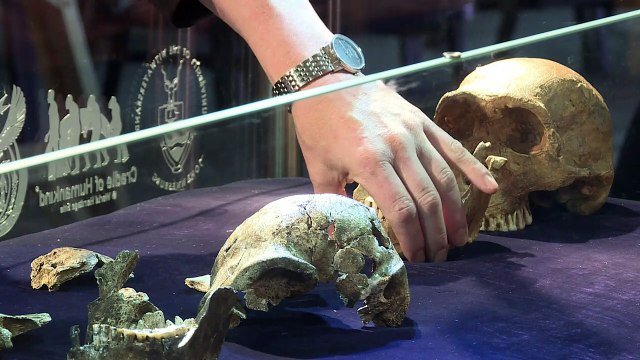 L'Homo naledi, jeune espèce humaine de 200 à 300 000 ans