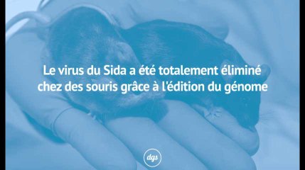 Le virus du Sida a été totalement éliminé chez des souris grâce à l'édition du génome