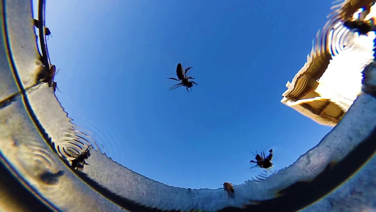 En plein désert, il cache une caméra dans un seau pour voir qui vient boire dedans