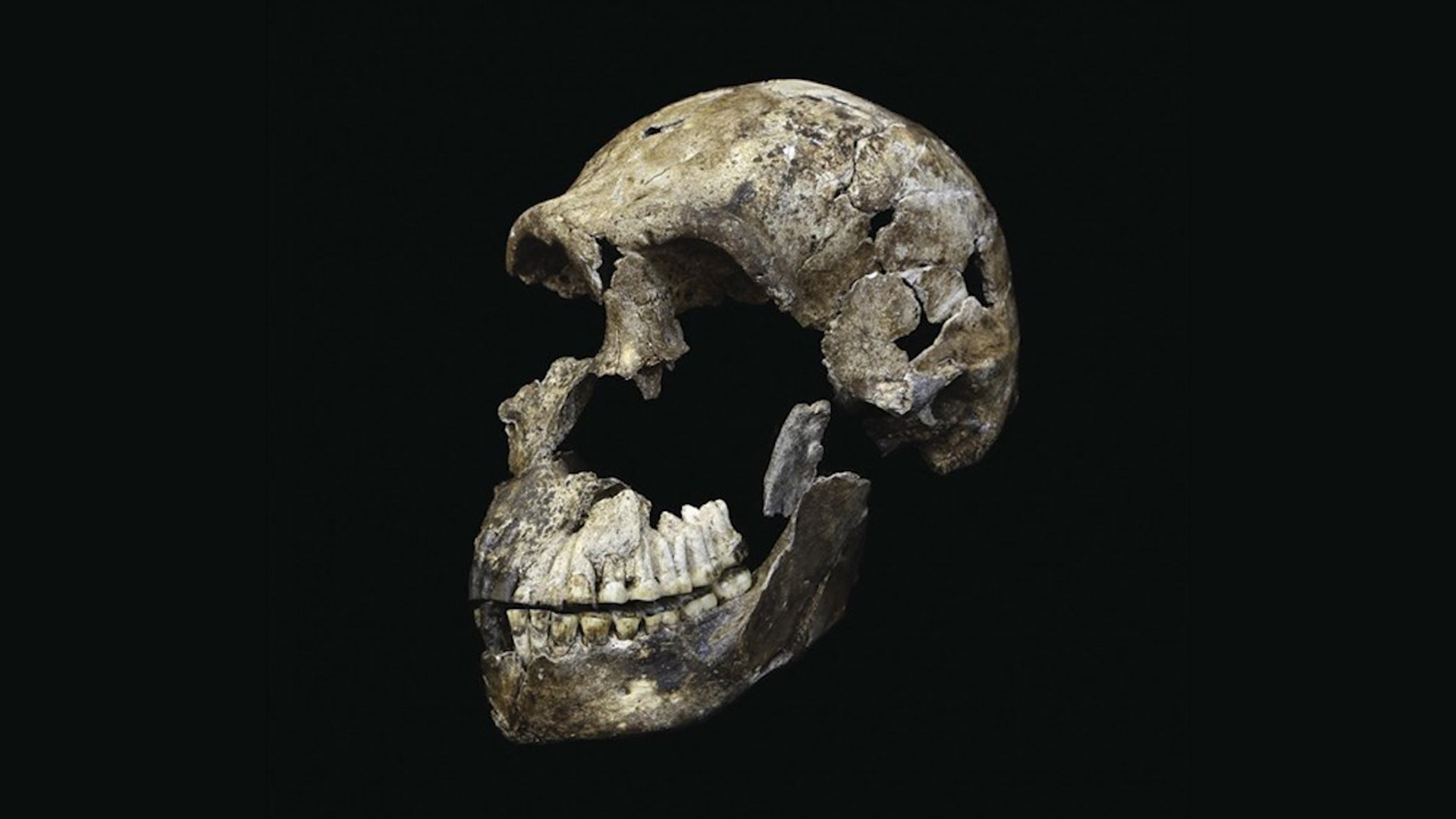 'Homo naledi' es más reciente de lo pensado