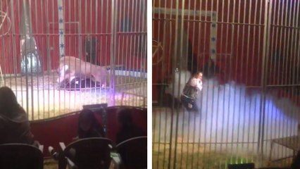 Un lion attaque son dompteur