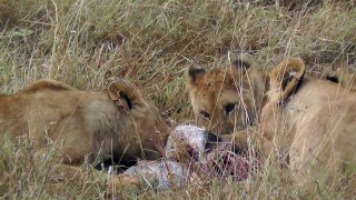 Lions enjoy lunch on the Masai Mara, Kenya