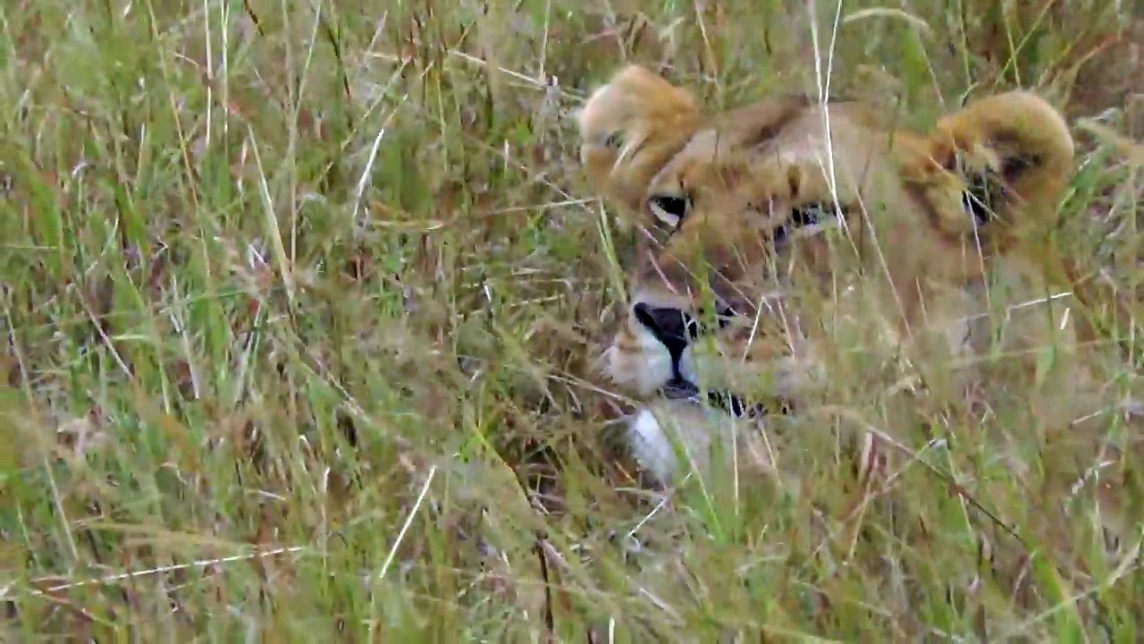 Lions In The Long Grass on the Masai Mara, Kenya, Africa