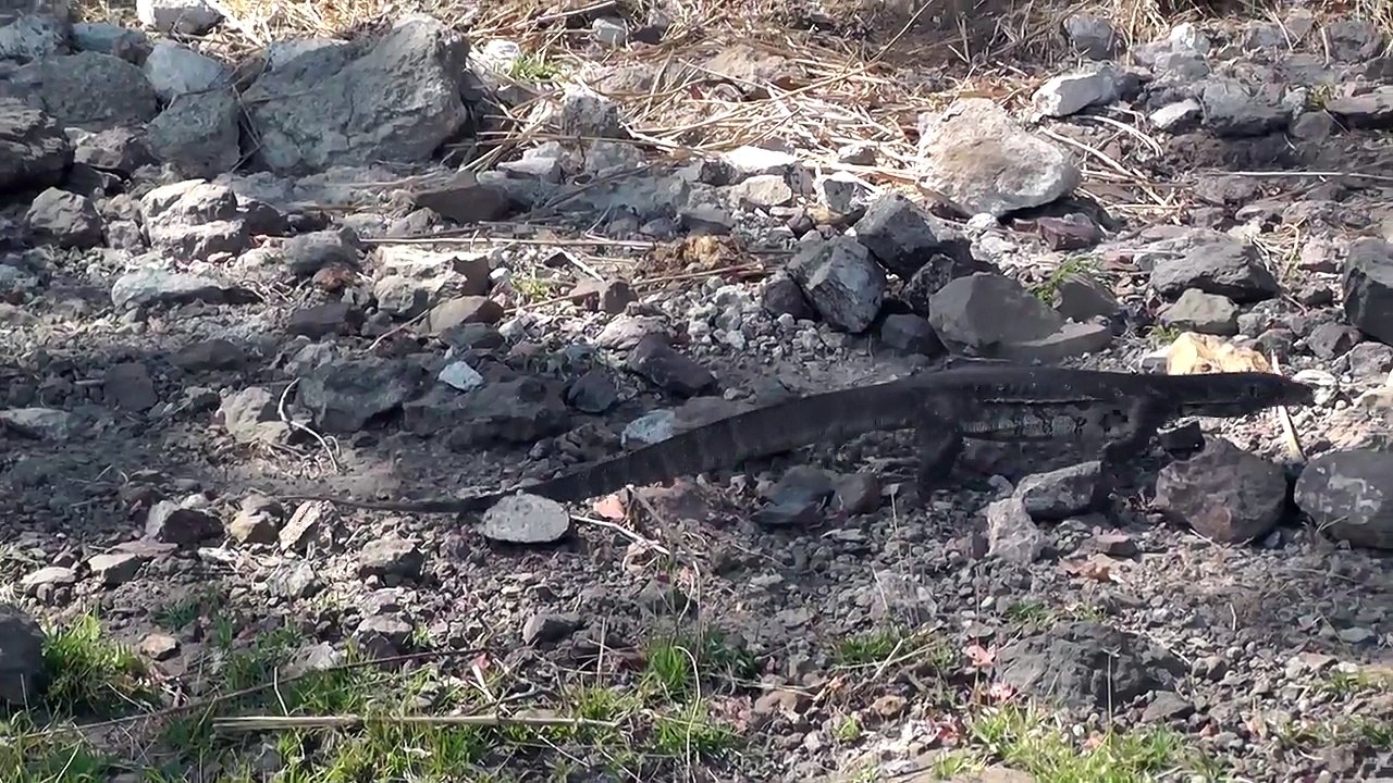 Monitor lizard on the banks of the Chobe River,  Botswana, Africa