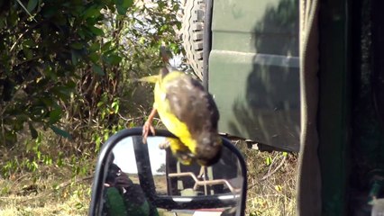 Weaver Bird Attacks Reflection on the Masai Mara, Kenya, Africa