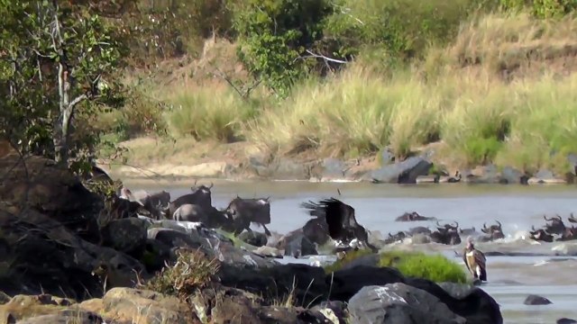 Wildebeest Risk Crocodiles Crossing Mara River - Great Migration on the Masai Mara, Kenya, Africa