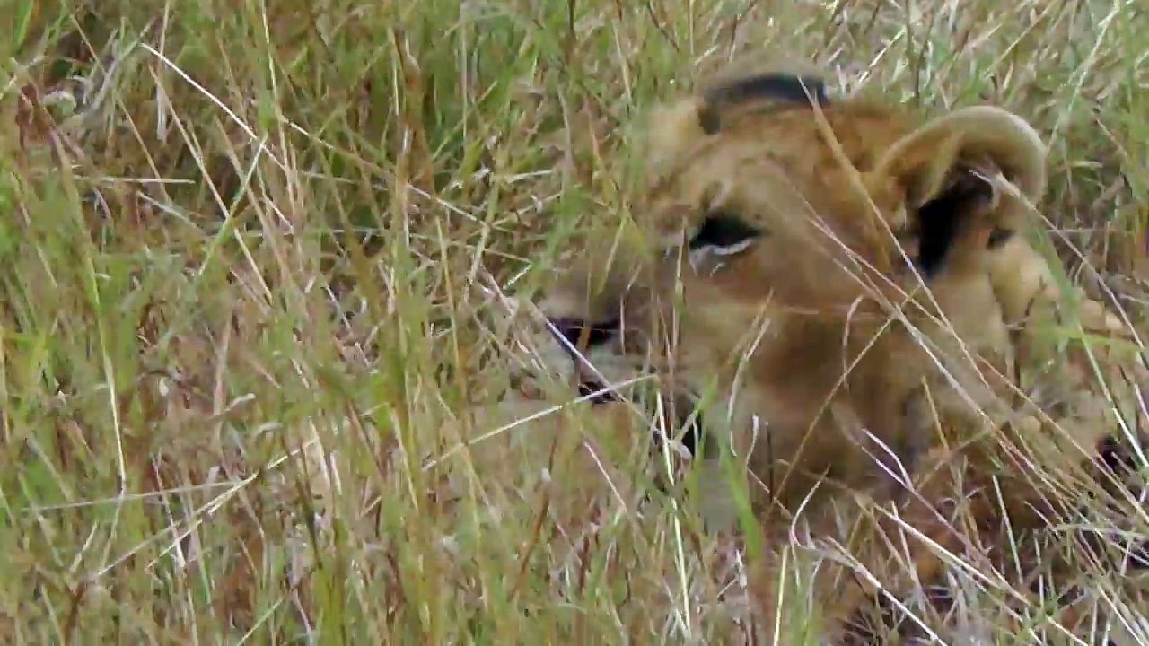 Young lions play in the long grass on the Masai Mara, Kenya, Africa