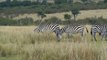 Zebra Herd On The Masai Mara, Kenya, Africa