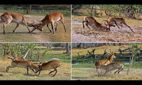 Southern lechwe (Kobus leche)