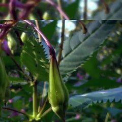 VID-20170506-WA0039