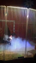 Un dompteur attaqué par un lion en plein numéro de cirque