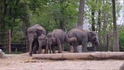 Touche-touche Eléphants (Pairi Daiza, 8 mai 2017)