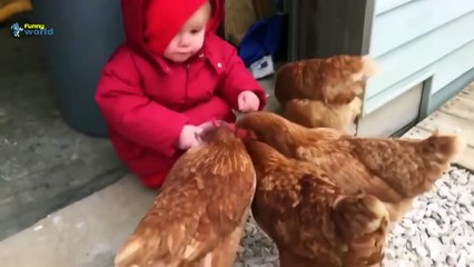 Funny Baby and Roosters compilation