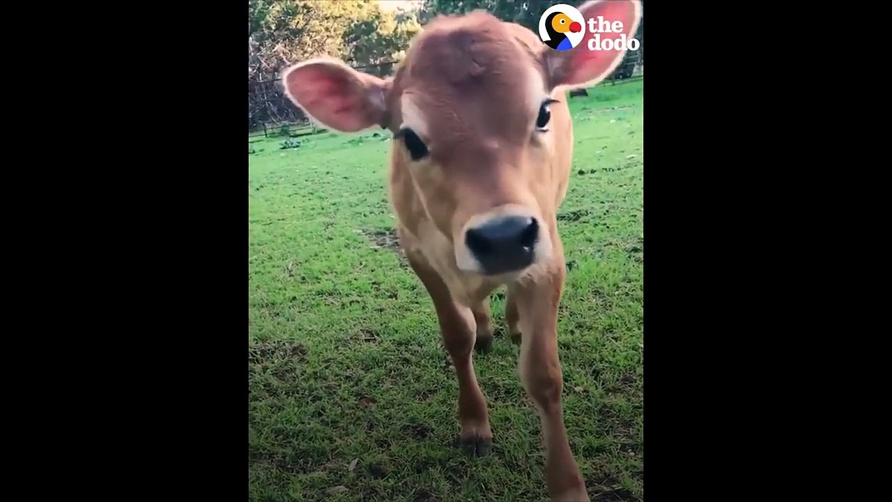 Funny Baby Cow Goofs Off Until Mom Shows Up - The Dodo