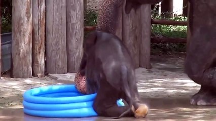Funny Baby Elephant playing in a pool