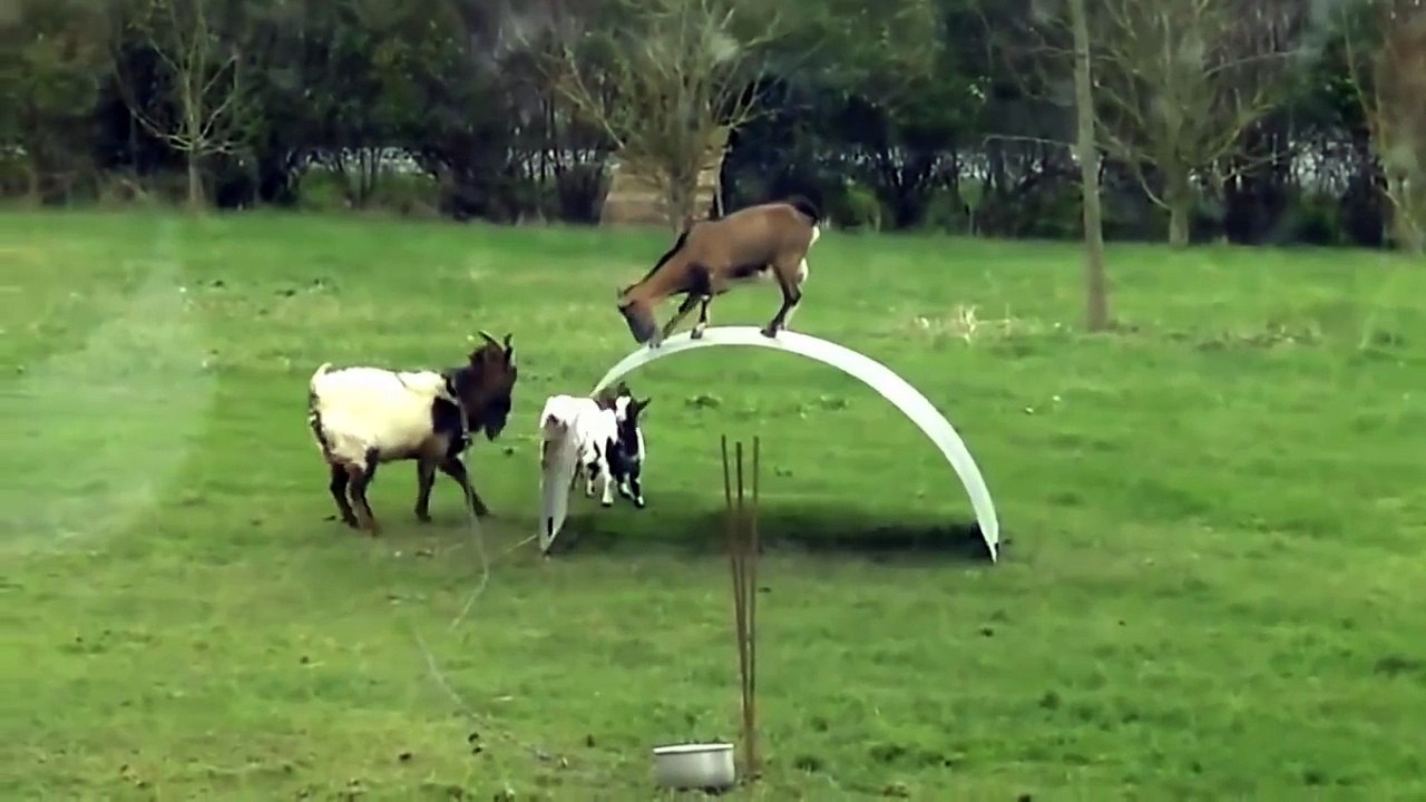 Funny baby Goats jumping Videos 2015