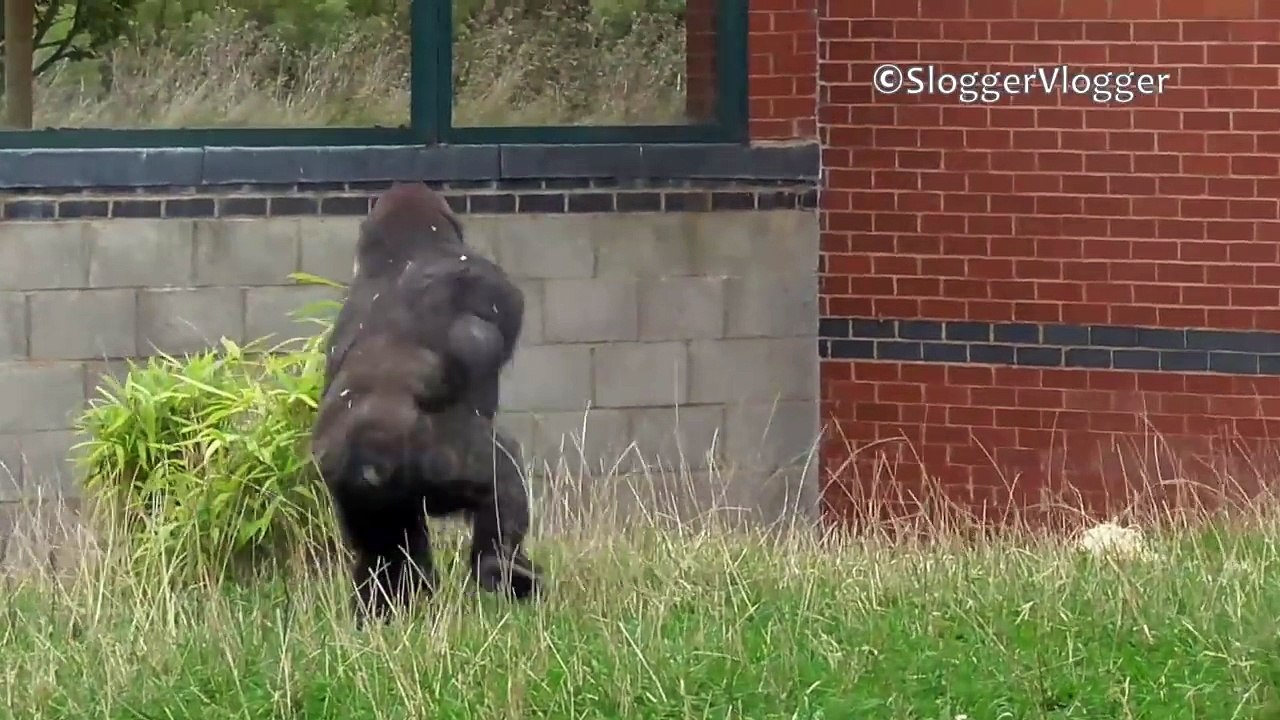Funny Baby Gorilla Tries To Disguise His Fart