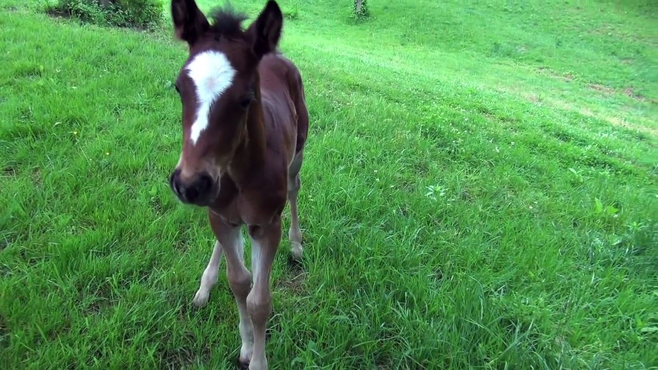 FUNNY BABY HORSE