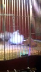 Un lion attaque son dresseur en plein spectacle de cirque