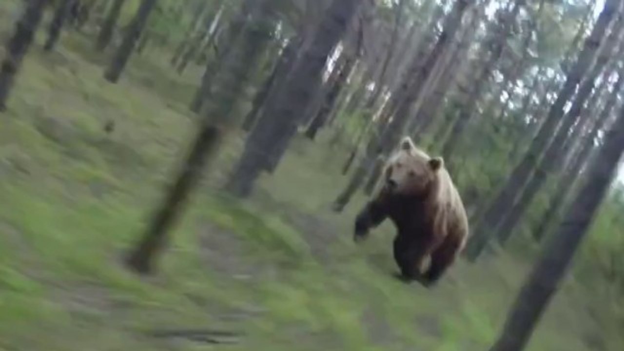 VTT - Un cycliste poursuivi par un ours dans la forêt !!