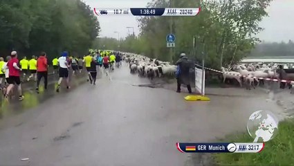 Quand 600 moutons s'incrustent en pleine course de charité en Allemagne