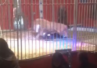 Lion Attacks Trainer During Performance at French Circus