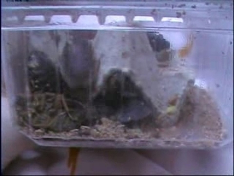 Mes Blattes, octobre 2007