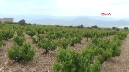 Gaziantep Üzüm Yaprağı Yüz Güldürüyor