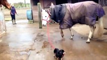 Ce petit chien tire un grand cheval comme un grand !
