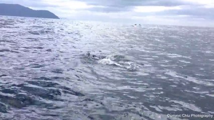 Mer de dauphins en Tasmanie : impressionnant !