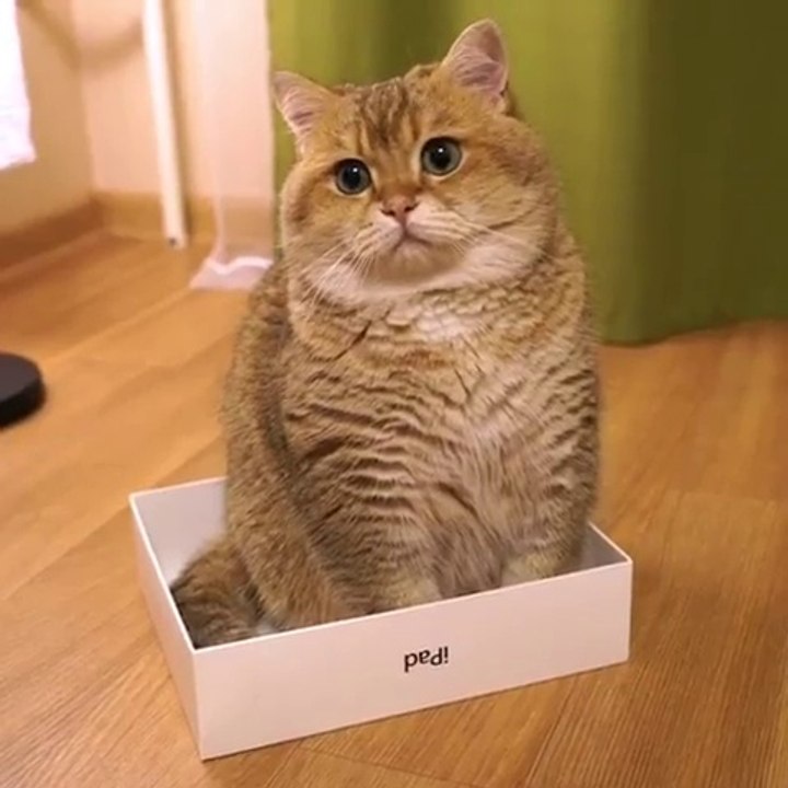 Ce gros chat kiffe sa boîte d'iPad pour dormir !