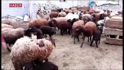 Baharın gelişi ile kuzu ve koyunlar meralarda