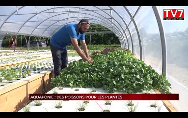 L'aquaponie : l'avenir de l'agriculture ?