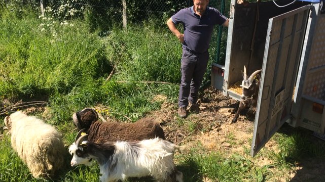 Les chèvres sont de retour pour debroussailler près de la rocade de Lisieux