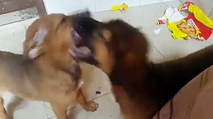 Naughty puppies are messing around