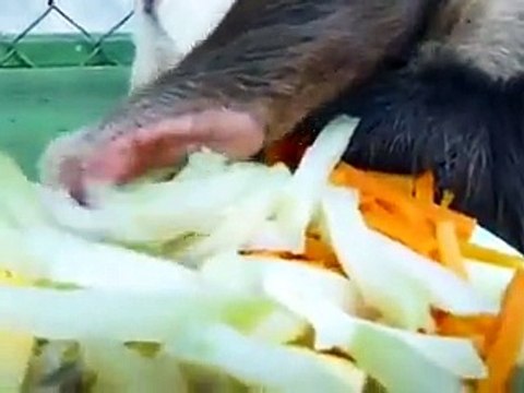 Bu hayvan rahatlıkta adeta çığır açmış