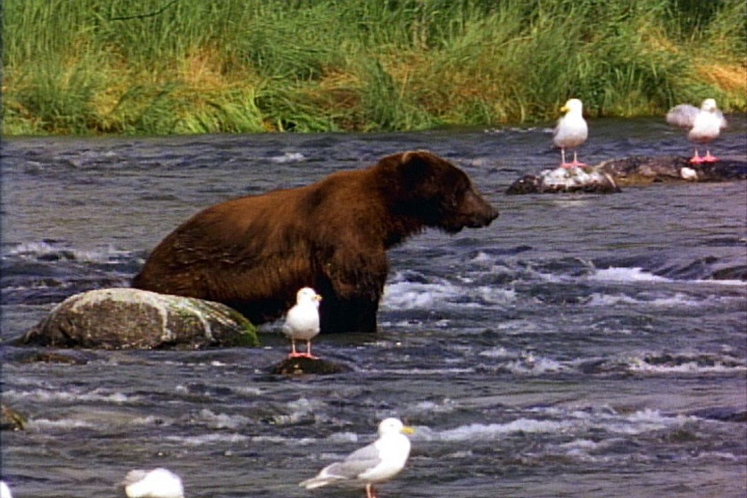 Bear