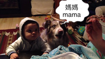 狗狗為了吃喊媽媽，寶寶心裡苦但寶寶不說